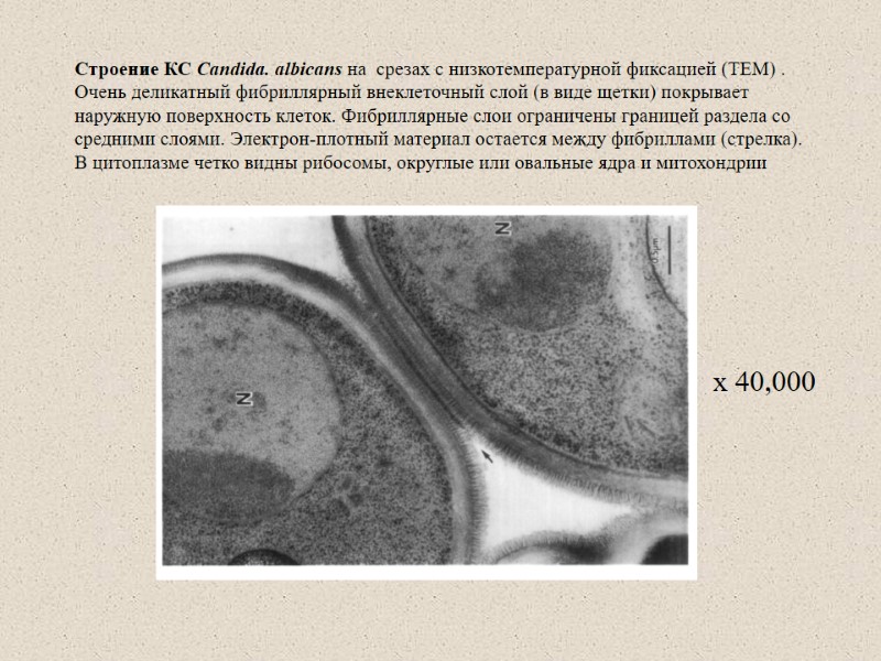 Строение КС Candida. albicans на  срезах с низкотемпературной фиксацией (ТЕМ) .  Очень